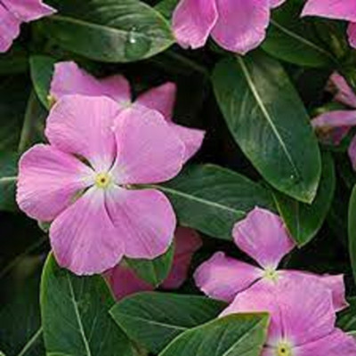 Seedsqlty vinca seeds multicolour Seed(12 per packet)