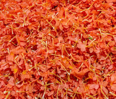 SHUBH SIDDHI kanakambaram-firecracker-crossandra Seed(39 per packet)