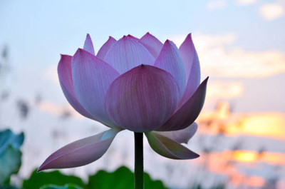 CALYXSEEDS lotus,kamal gatta Seed(14 per packet)