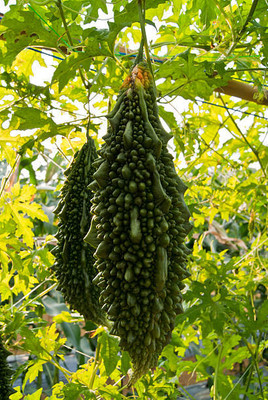 BISWAS bitter gourd,karela seeds Seed(30 per packet)