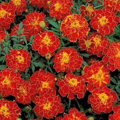 ibains Flower seeds genda combo pack Seed(21 per packet)