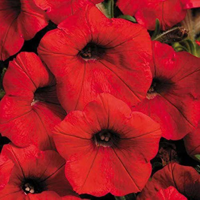 CYBEXIS XL-12 - Shock Wave Red Petunia - (180 Seeds) Seed(180 per packet)