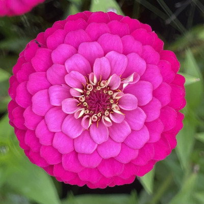 ibains Zinnia seeds red Seed(13 per packet)