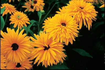 CYBEXIS TLX-7 - F1 Hybrid Double Gold Gloriosa Daisy - (60 Seeds) Seed(60 per packet)