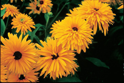 CYBEXIS TLX-7 - F1 Hybrid Double Gold Gloriosa Daisy - (60 Seeds) Seed(60 per packet)