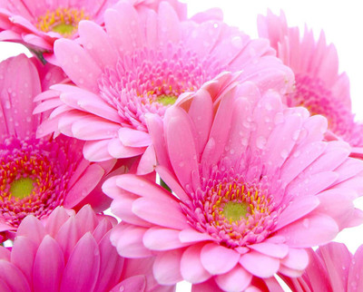 CYBEXIS Hybrid Gerbera Daisy Flower Seeds-Pink Seed(50 per packet)