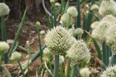 WILLVINE GUA-551 Japanese Bunching Welsh Onion Seed-3000 Seeds Seed(3000 per packet)