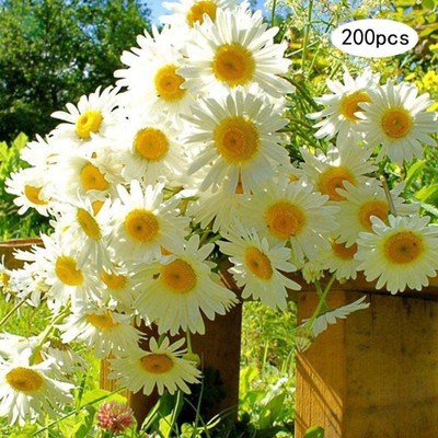CYBEXIS PAU-11 - Chamomile Roman Chamaemelum Nobile - (2250 Seeds) Seed(2250 per packet)