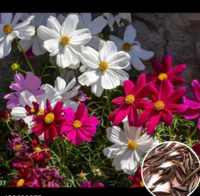 seedkart Cosmos Flower Seeds - Mixed Color - Hybrid Seeds Seed(10 per packet)