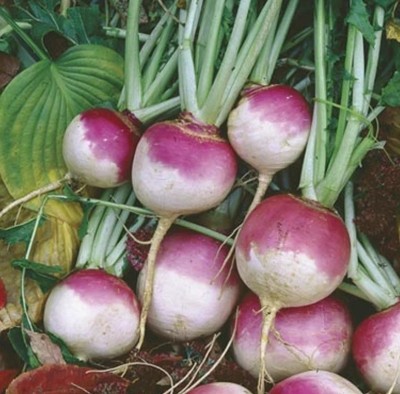 YEH White Purple Ball Turnip/Shalgam Seed(120 per packet)