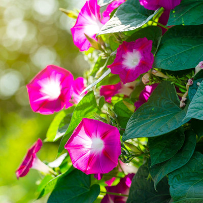 Bula Plant House Morning Glory (Ipomoea) Flower Seed(452 per packet)