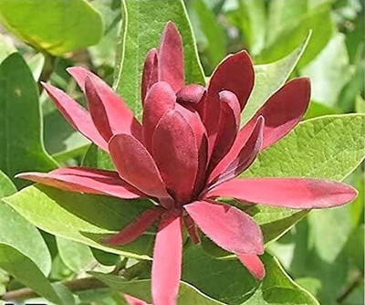 WILLVINE VVI-3 Sweetshrub Allspice Seeds Seed(50 per packet)