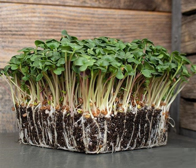 CYBEXIS RADISH WHITE MICROGREEN SEEDS-100 Seeds Seed(100 per packet)