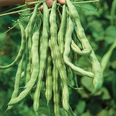 BJUBAS Beans seeds combo pack of 24 Seed(24 per packet)