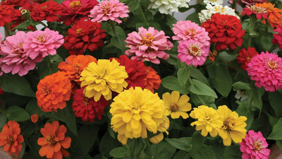 CRGO ZINNIA Seed(75 per packet)