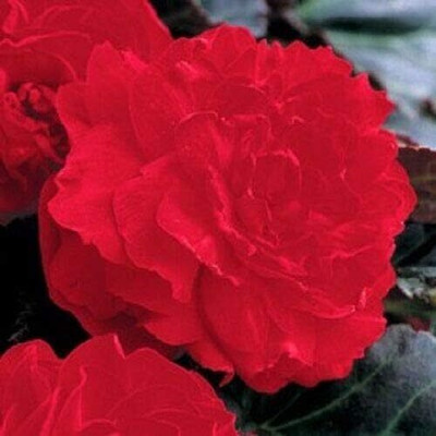 Qualtivate ATS-101 Begonia Gogo Bright Red Series Seeds Seed(25 per packet)