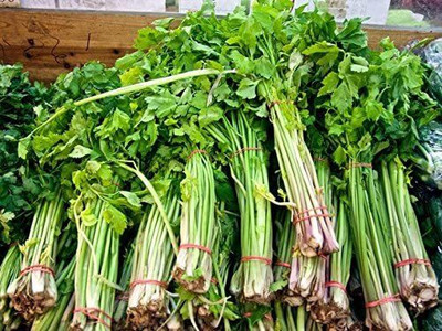 CYBEXIS HUA-99 - Chinese Celery - (250 Seeds) Seed(250 per packet)