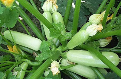 CYBEXIS LX-47 - Zucchini Bush Type White - (75 Seeds) Seed(75 per packet)