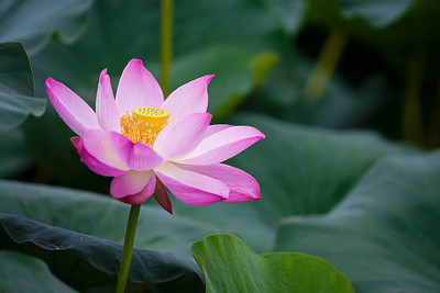 Lorvox lotus,kamal gatta Seed(10 per packet)