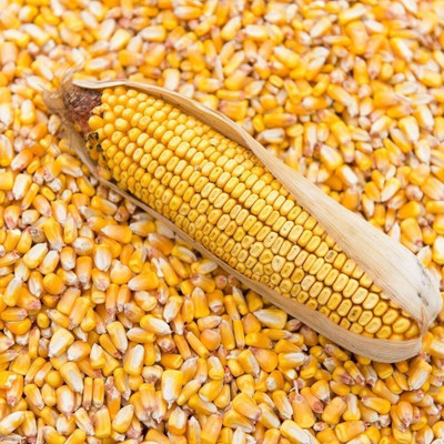 LPR SWEET CORN Seed(30 per packet)