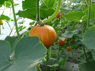 LIFELEX Hybrid Pumpkin Seeds, (Kaddu / Kumra) Seed(40 per packet)