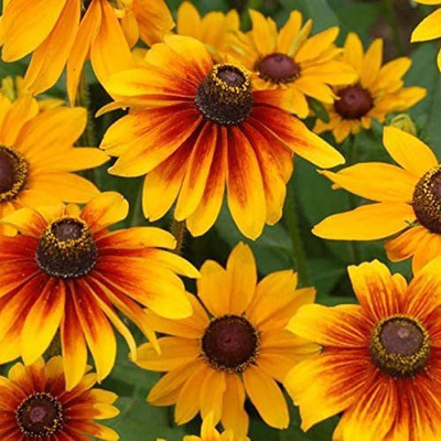 CYBEXIS TLX-24 - Daisy Flowers (Rudbeckia Hirta) - (180 Seeds) Seed(180 per packet)