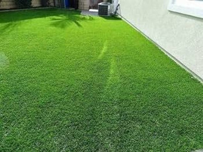 BDSresolve Top Seeds for a Thriving Home Lawn pack of 7787 Seed(8787 per packet)