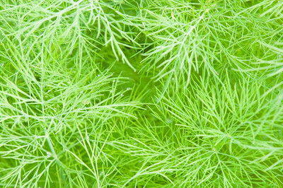 VibeX GBPUT-27 - Florence Fennel - (750 Seeds) Seed(750 per packet)