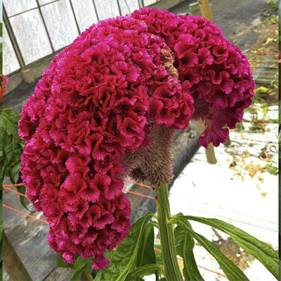 Aywal Cockscomb Flower Mix Color Hybrid Seed(100 per packet)