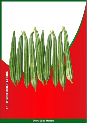 Qualtivate HUA-9A Ridge Gourd | Chinese Okra | Turia Non-GMO Seed(50 per packet)