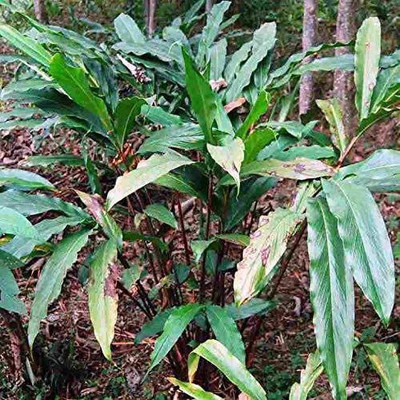 CYBEXIS XL-46 - Cardamom Chhoti Elachi Illaichi - (180 Seeds) Seed(180 per packet)