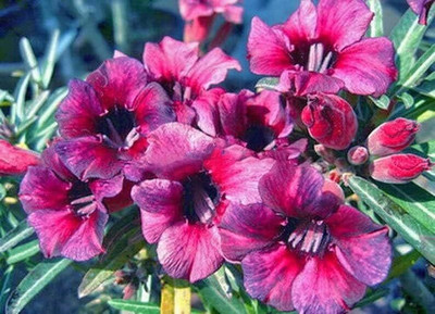 Qualtivate XLL-787 'Blueberry Adenium/Desert Rose Seed(30 per packet)