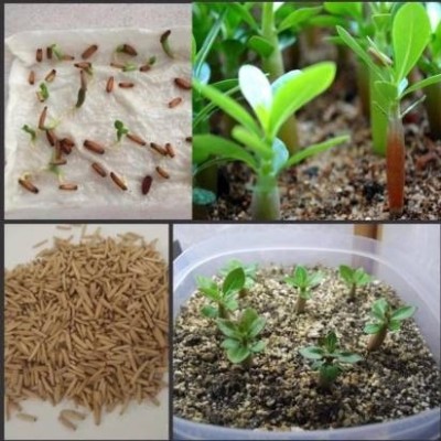 syed garden Adenium seed Seed(10 g)