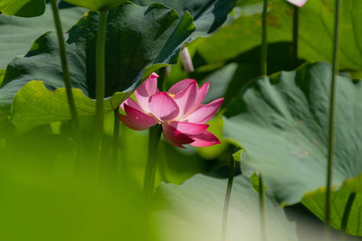 BRIJWASI lotus,kamal gatta Seed(11 per packet)