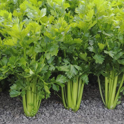 CYBEXIS XLL-1 - Certified Organic Utah Celery - (2250 Seeds) Seed(2250 per packet)