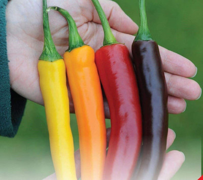 CYBEXIS Seeds of Pepper Chili Heatwave Improved Mix F1 Hybrid600 Seeds Seed(600 per packet)
