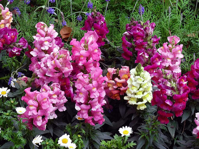 Aywal Antirrhinum - Dog Flower Mixed Seed(20 per packet)