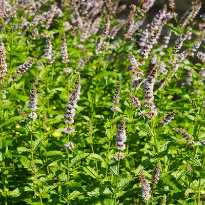CYBEXIS ATS-50 - Spearmint - (1350 Seeds) Seed(1350 per packet)