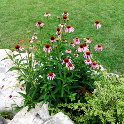 CYBEXIS XLL-1 - Purpless chrysanthemum Rare-Flower - (90 Seeds) Seed(90 per packet)