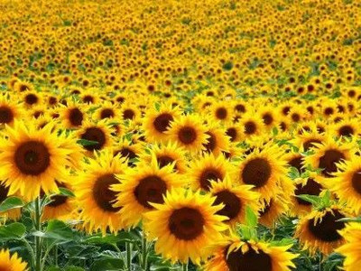 Countgreen Plus Sunflower Seed 50 per packet Seed(50 per packet)