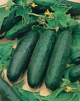 TRICONE Hybrid crisp cucumber organic khira vegetable 60 beej ccs260 Seed(60 per packet)