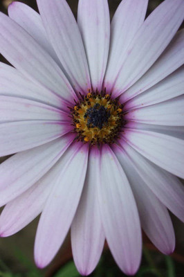 CYBEXIS Lavender Frost OSTEOSPERMUM Flower Seeds Seed(1 g)
