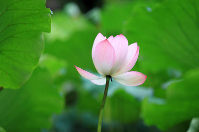 syngenta lotus,kamal gatta Seed(10 per packet)