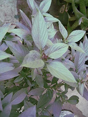 CYBEXIS LX-81 - Siam Queen Thai Basil - (13500 Seeds) Seed(13500 per packet)