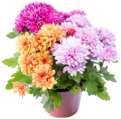 Aywal Chrysanthemum Seed(50 per packet)