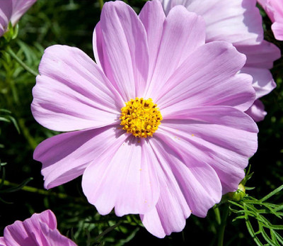 CYBEXIS LX-30 - Rare Cosmos Pink Flower eeds - (270 Seeds) Seed(270 per packet)