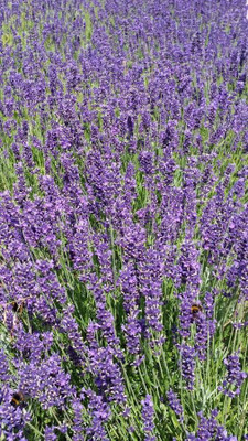 CYBEXIS TLX-7 - Sweet Lavender - (750 Seeds) Seed(750 per packet)