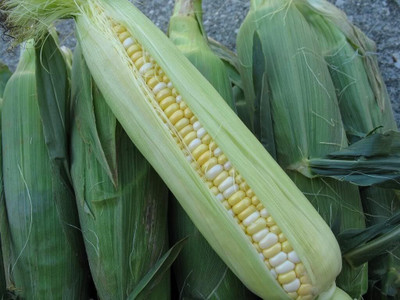 WILLVINE AGRI -VIII F1 Hybrid HQPM-5 Corn -[100g] Seed(400 per packet)