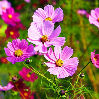 LIFELEX Cosmos Premium Quality Flower Seed(24 per packet)