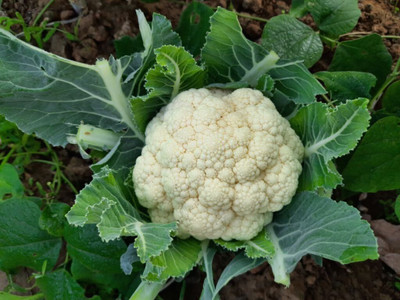 the green dotcom Pusa Snowball, Cauliflower, Phool Kophi Seed(100 per packet)